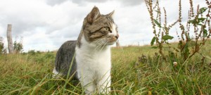 poes