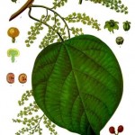 Cocculus indicus