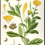 calendula